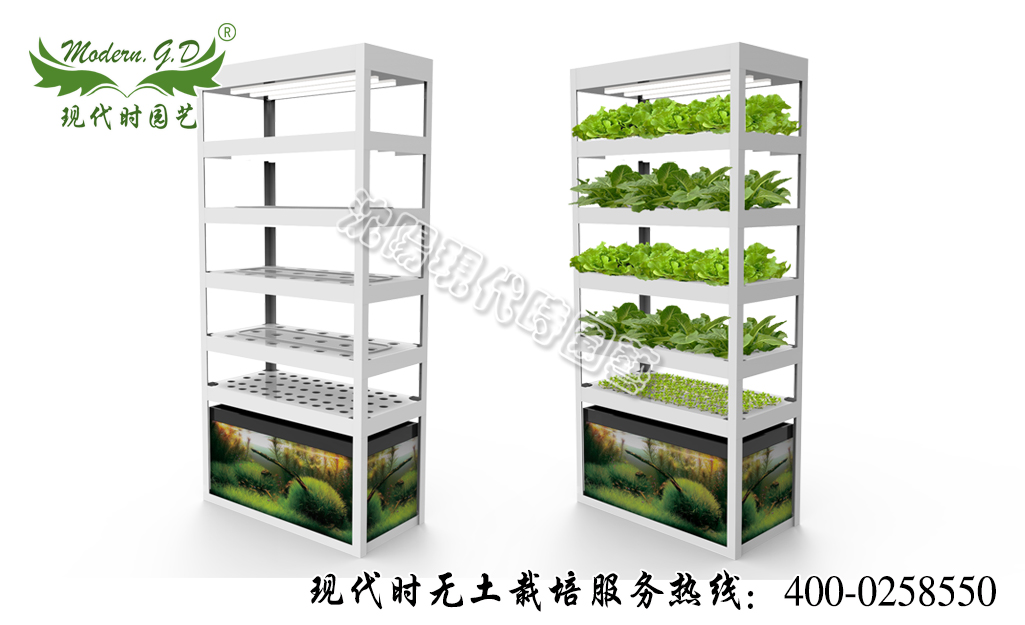 �����߲˷Nֲ�C(j��)���~�˹��� ��̖��N-31